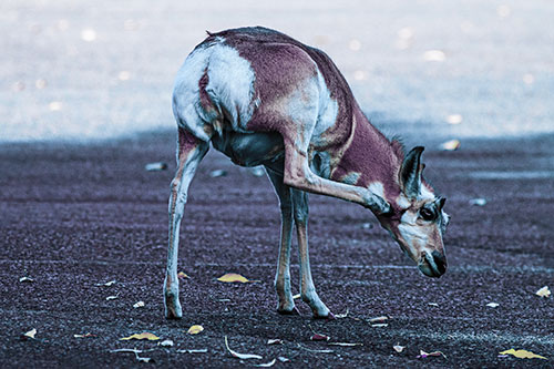 Itchy Pronghorn Scratches Neck Among Autumn Leaves (Blue Tint Photo)