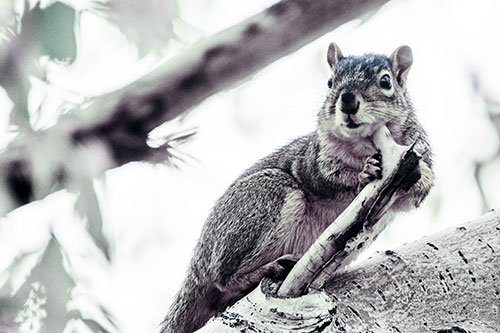 Itchy Squirrel Gets Tree Branch Massage (Blue Tint Photo)
