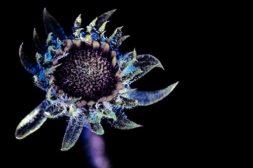 Jagged Tattered Rayless Sunflower (Blue Tint Photo)