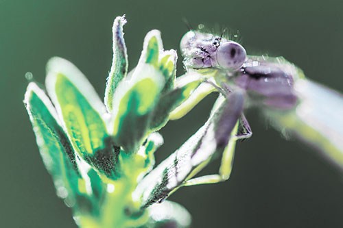 Joyful Dragonfly Enjoys Sunshine Atop Plant (Blue Tint Photo)