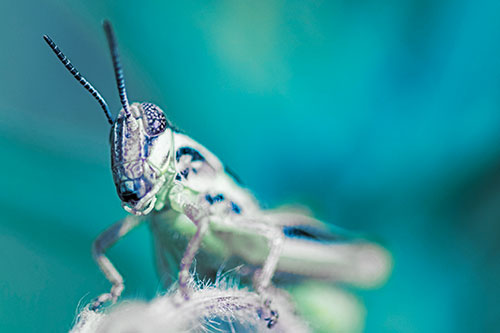 Joyful Grasshopper Standing Among Fuzzy Plant Top (Blue Tint)