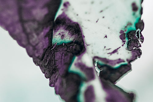 Joyful Rotting Leaf Face Enjoying Autumn (Blue Tint)