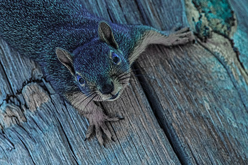Joyful Squirrel Looking Upwards Among Wooden Pole (Blue Tint)