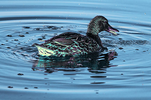 Joyful Water Splashing Mallard Duck Enjoying Calm Lake (Blue Tint)
