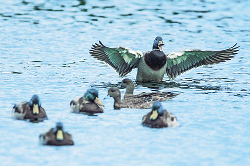 Jump Scaring Wing Flapping Mallard Duck Quacking Atop Lake (Blue Tint)
