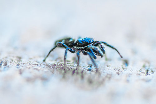 Jumping Spider Crawling Along Flat Terrain (Blue Tint Photo)