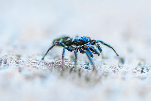 Jumping Spider Crawling Along Flat Terrain (Blue Tint)