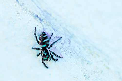 Jumping Spider Crawling Down Wood Surface (Blue Tint Photo)