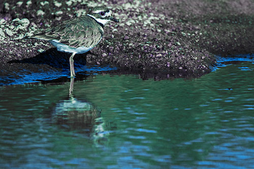 Killdeer Standing Along River Shoreline (Blue Tint Photo)