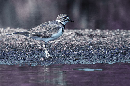 Killdeer Wanders Along Rocky River Shoreline (Blue Tint)