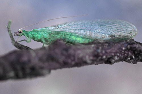 Lacewing Grabs Ahold Twig Branch (Blue Tint)