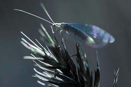 Lacewing Standing Atop Plant Blades (Blue Tint Photo)
