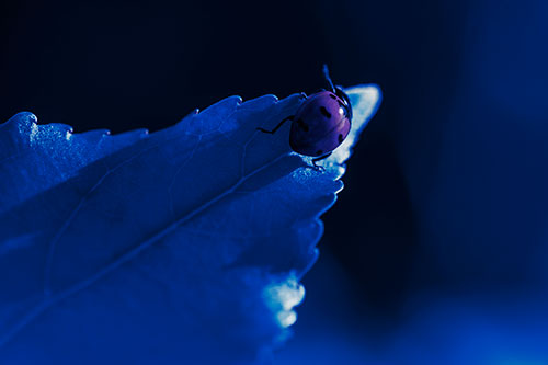 Ladybug Crawling To Top Of Leaf (Blue Tint Photo)