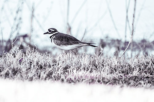 Large Eyed Killdeer Bird Running Along Grass (Blue Tint)