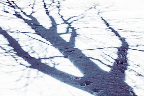 Large Jagged Tree Shadow Across Snow (Blue Tint Photo)
