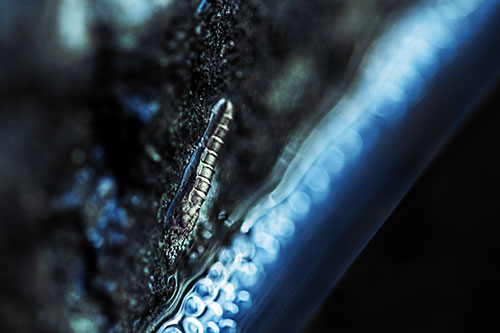 Larva Slithering Along Wet Shore Rock (Blue Tint Photo)