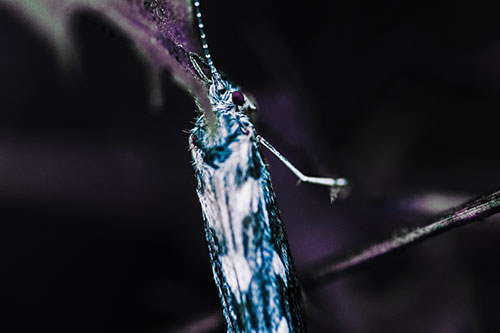 Leaf Blotch Miner Moth Grasping Petal (Blue Tint Photo)