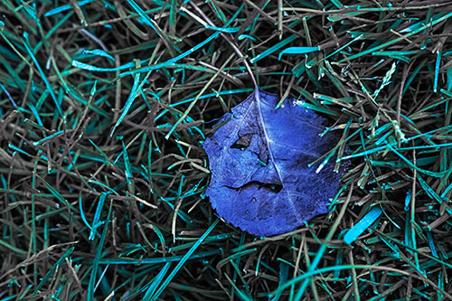 Leaf Face Smirking Among Wet Grass (Blue Tint)