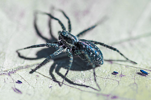Leaf Perched Wolf Spider Stands Among Water Springtail Poduras (Blue Tint Photo)
