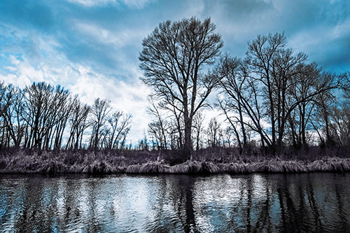 Leafless Trees Cast Reflections Along River Water (Blue Tint)
