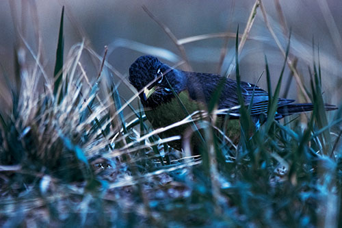 Leaning American Robin Spots Intruder Among Grass (Blue Tint Photo)
