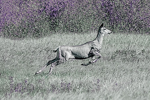 Leaping Mule Deer Running Across Grassland (Blue Tint)