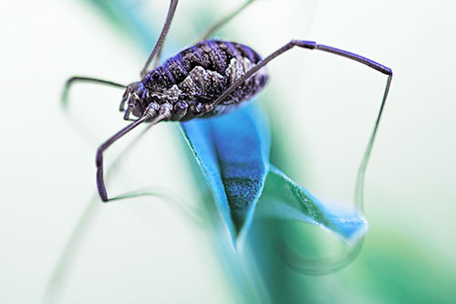 Leg Dangling Harvestmen Spider Sits Atop Leaf Petal (Blue Tint Photo)