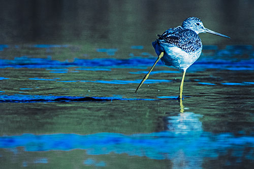 Leg Kicking Greater Yellowlegs Splashing Droplets (Blue Tint Photo)