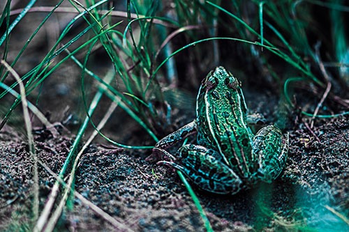 Leopard Frog Sitting Among Twisting Grass (Blue Tint Photo)