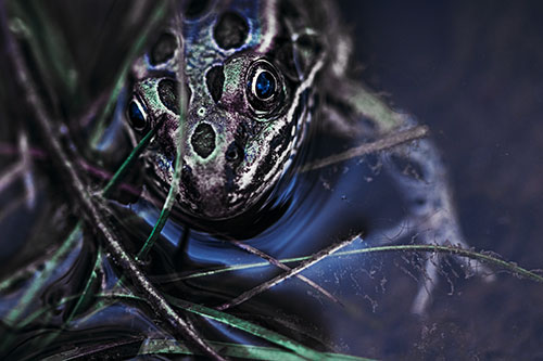 Leopard Frog Stares Among Shoreline Water (Blue Tint Photo)