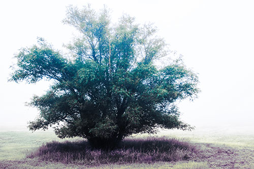 Lone Tree Standing Among Fog (Blue Tint Photo)