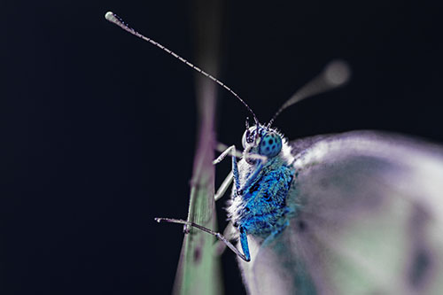 Long Antenna Wood White Butterfly Grasping Grass Blade (Blue Tint Photo)
