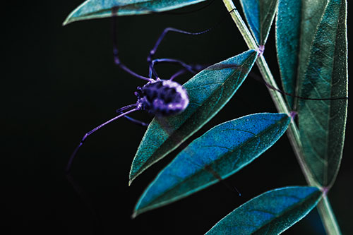 Long Legged Harvestmen Spider Clinging Onto Leaf Petal (Blue Tint)