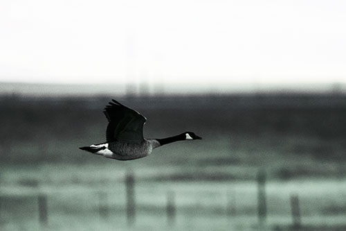 Low Flying Canadian Goose (Blue Tint Photo)
