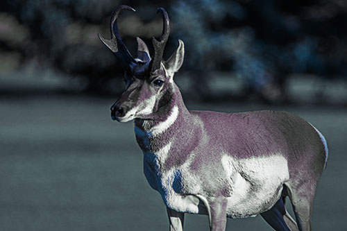 Male Pronghorn Keeping Watch Over Herd (Blue Tint Photo)