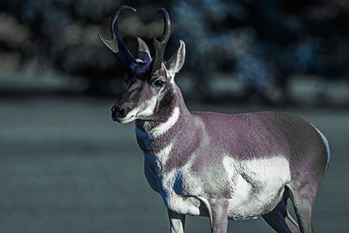 Male Pronghorn Keeping Watch Over Herd (Blue Tint)