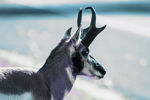 Male Pronghorn Looking Across Roadway (Blue Tint Photo)