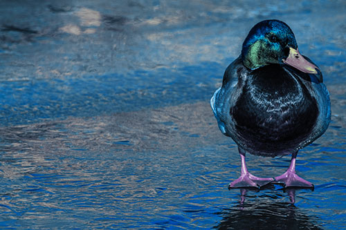 Mallard Duck Enjoying Sunshine Among Icy River Water (Blue Tint Photo)