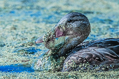 Mallard Duck Entangled In Algae (Blue Tint)