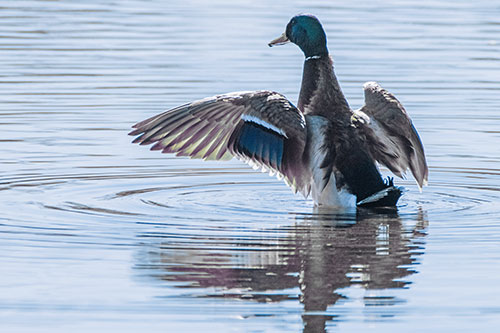Mallard Duck Flaps Illuminated Wings Among Lake (Blue Tint)