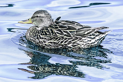 Mallard Duck Floats Among Swirling Water (Blue Tint)