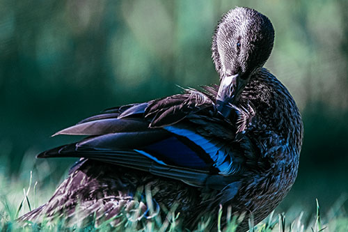Mallard Duck Grooming Feathered Back (Blue Tint Photo)
