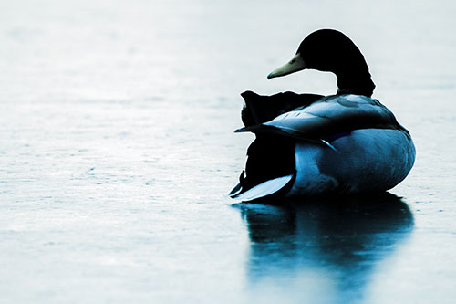Mallard Duck Resting Atop Ice Frozen Lake (Blue Tint Photo)