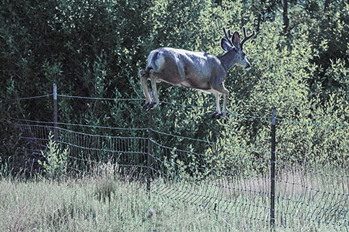 Midair Soaring Mule Deer Flying Over Fence (Blue Tint)