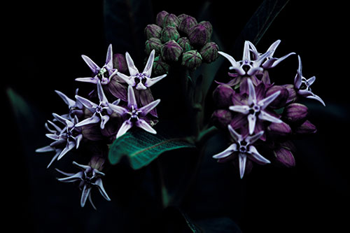 Milkweed Flower Buds Blossoming (Blue Tint Photo)