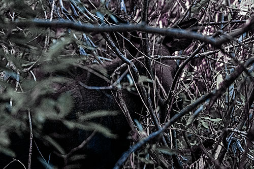 Moose Hidden Behind Tree Branches (Blue Tint Photo)