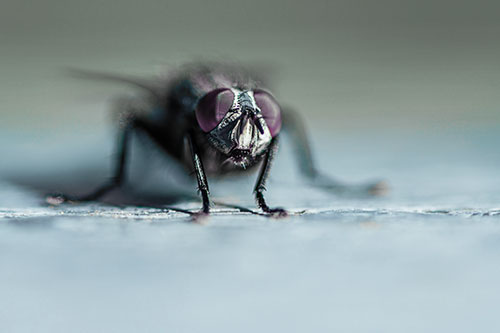 Morbid Open Mouthed Cluster Fly (Blue Tint Photo)