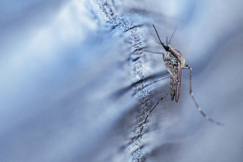 Mosquito Stretches Leg Among Wood (Blue Tint)