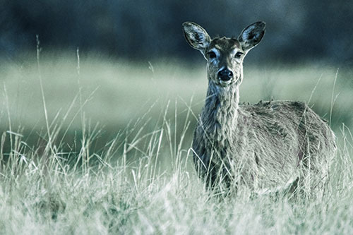 Motionless White Tailed Deer Watches Among Tall Grass (Blue Tint)