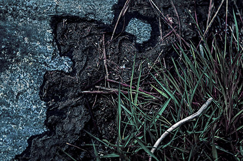 Mud Face Creeping Along Rock Edge (Blue Tint Photo)